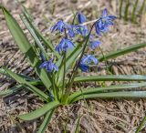 Scilla siberica