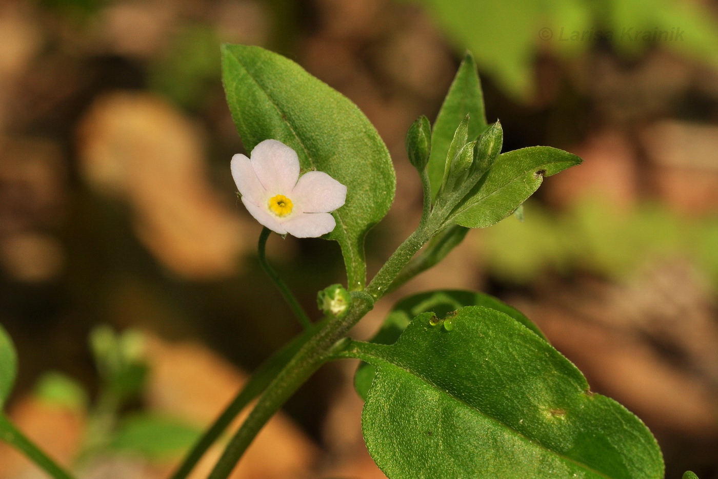 Изображение особи Trigonotis radicans.