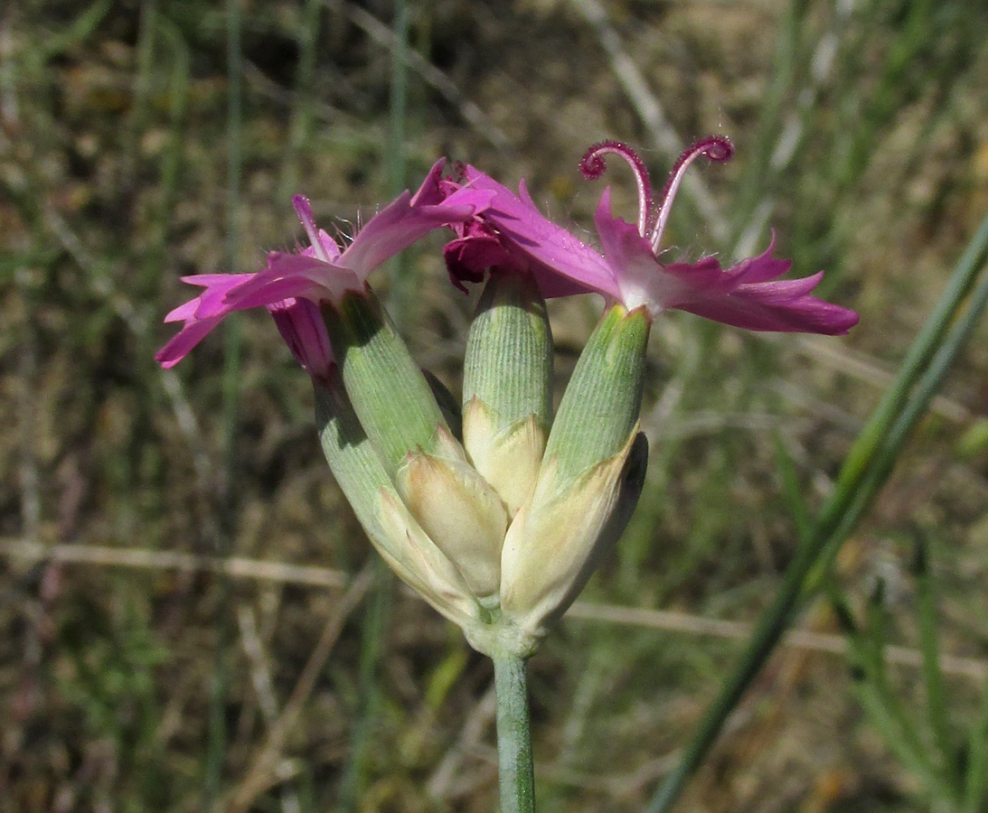 Изображение особи Dianthus polymorphus.