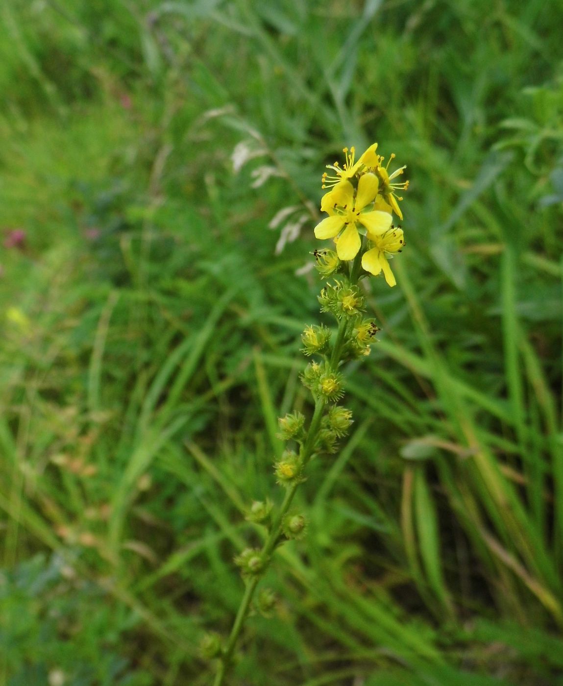 Изображение особи Agrimonia pilosa.