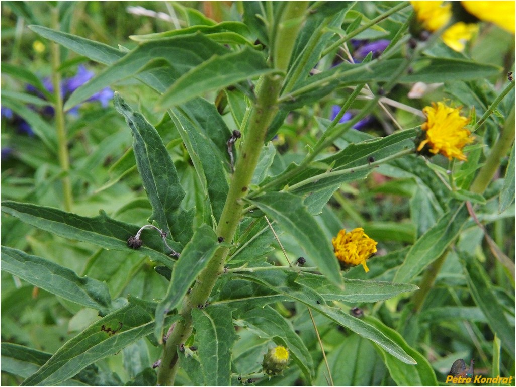 Изображение особи Hieracium umbellatum.