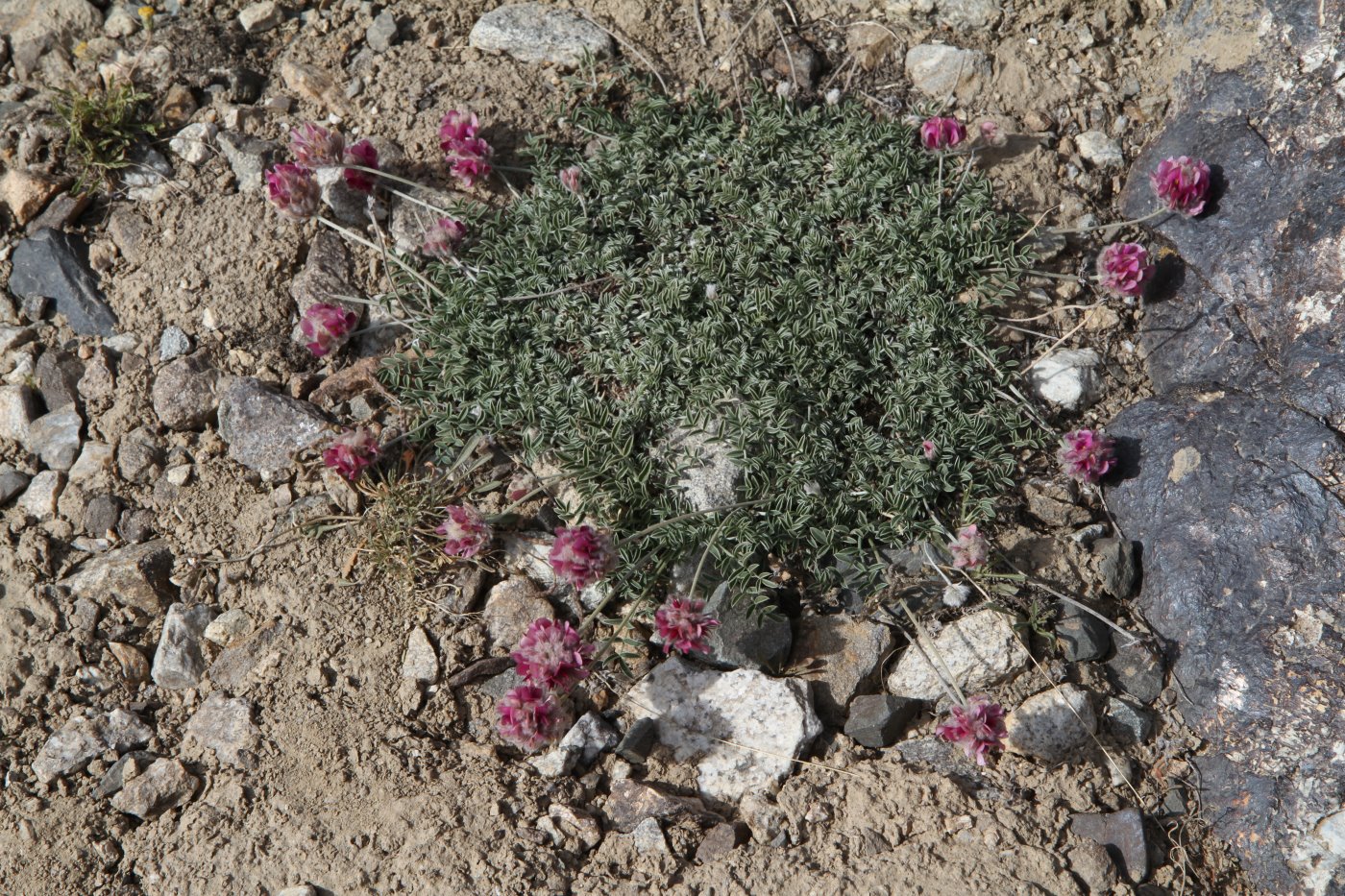 Изображение особи род Oxytropis.