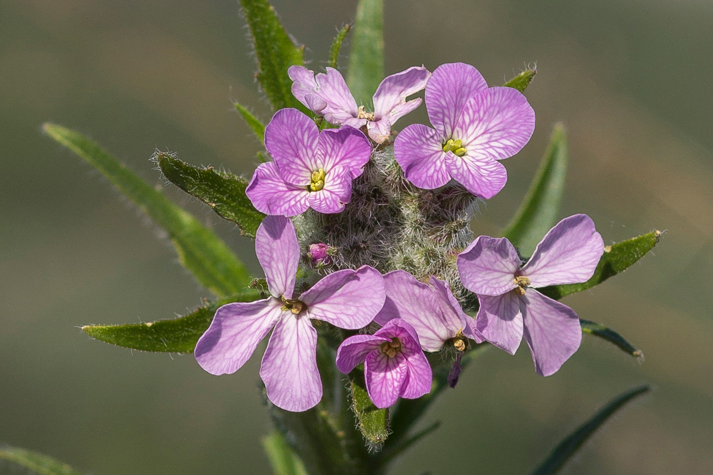 Image of Clausia aprica specimen.