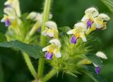 Galeopsis speciosa. Боковое соцветие. Камчатка, г. Елизово, долина р. Авача, луг. 17.08.2016.