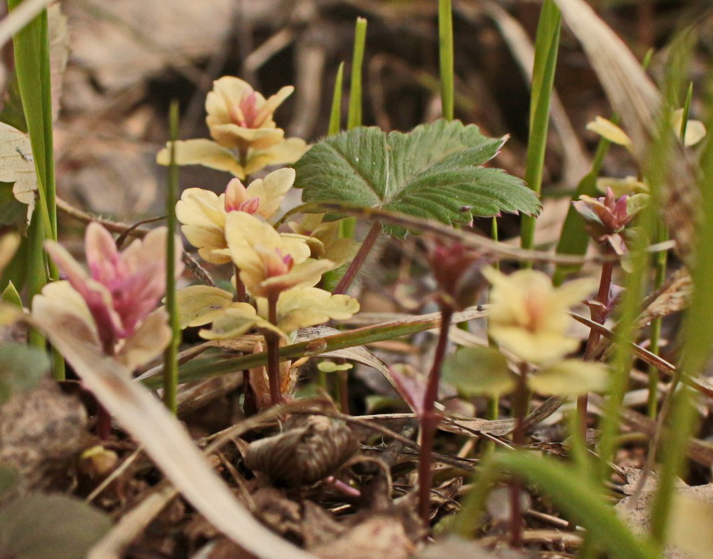 Image of genus Veronica specimen.