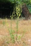 Verbascum sinuatum