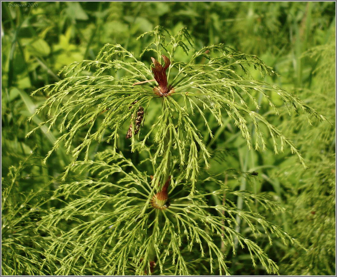 Изображение особи Equisetum sylvaticum.