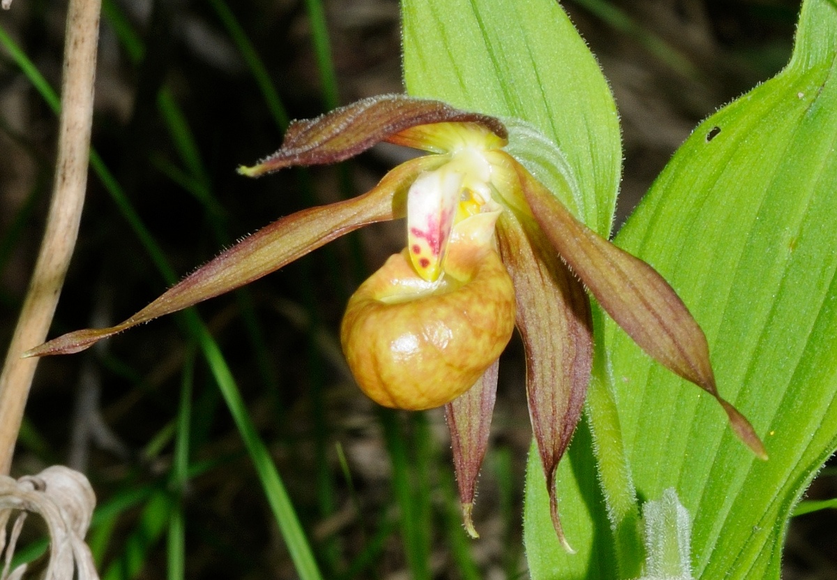 Image of Cypripedium shanxiense specimen.