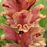 Orobanche alba