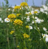 Neslia paniculata. Верхушки плодоносящих и цветущих побегов. Магаданская обл., Ольский р-н, Ольское шоссе, заброшенное поле. 06.08.2017.