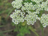 Chaerophyllum prescottii