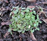 Cerastium holosteoides