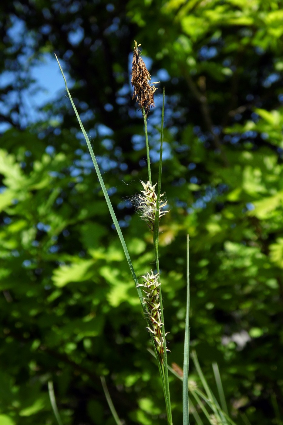 Изображение особи Carex melanostachya.