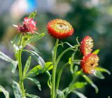 Xerochrysum bracteatum. Верхушка цветущего растения. Пермский край, г. Пермь, Свердловский р-н, ул. Революции, клумба у дома № 18. 23.08.2019.