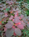 Cotinus coggygria