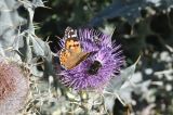 Cirsium cephalotes. Соцветие с кормящимися репейницей и шмелями. Кабардино-Балкария, Эльбрусский р-н, долина р. Ирик, луг на поляне чуть выше каменных останцев, ≈ 2000 м н.у.м. 14 сентября 2016 г.