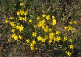 Linum ucranicum