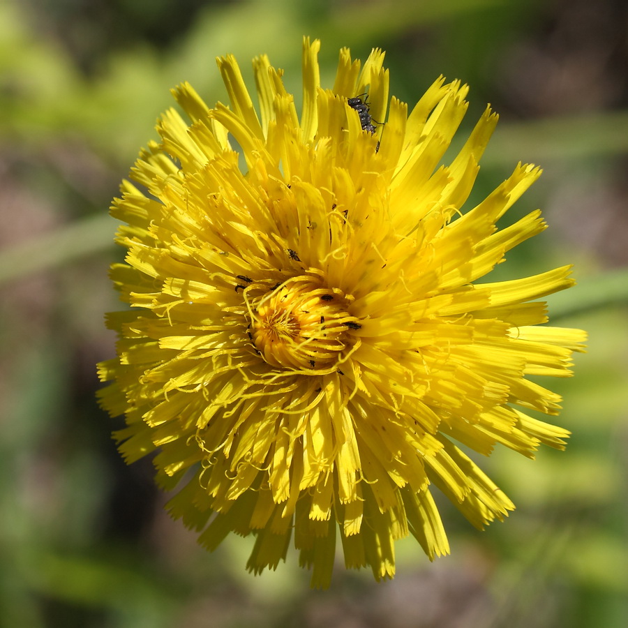 Image of Trommsdorffia maculata specimen.