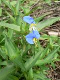 Commelina communis. Цветущее растение. Хабаровский край, Хабаровский р-н, пос. Корфовский. 12.07.2014.