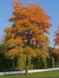 Quercus phellos. Дерево с листьями в осенней окраске. Краснодарский край, г. Краснодар, парк \"Краснодар\". 15.10.2021.