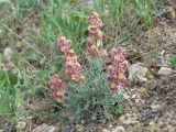 Matthiola odoratissima