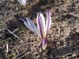 Colchicum kesselringii