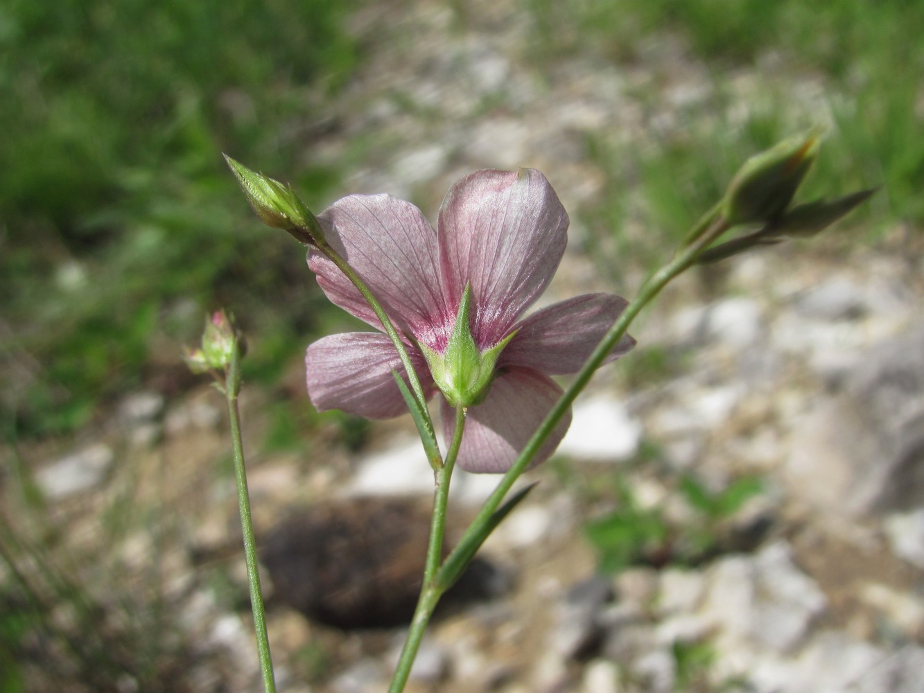 Изображение особи Linum tenuifolium.