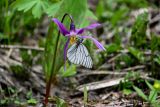 Erythronium sibiricum