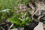 Phlomoides boraldaica