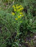 Euphorbia iberica