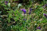 Vicia japonica