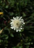 Scabiosa ochroleuca. Соцветие. Республика Адыгея, Майкопский р-н, край карьера компании \"Волма\", луг. 29.07.2023.