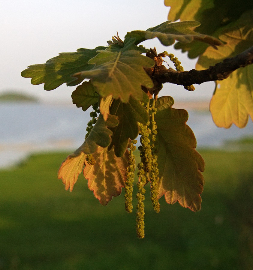 Изображение особи Quercus dentata.