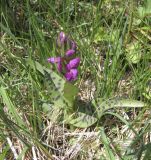 Dactylorhiza majalis