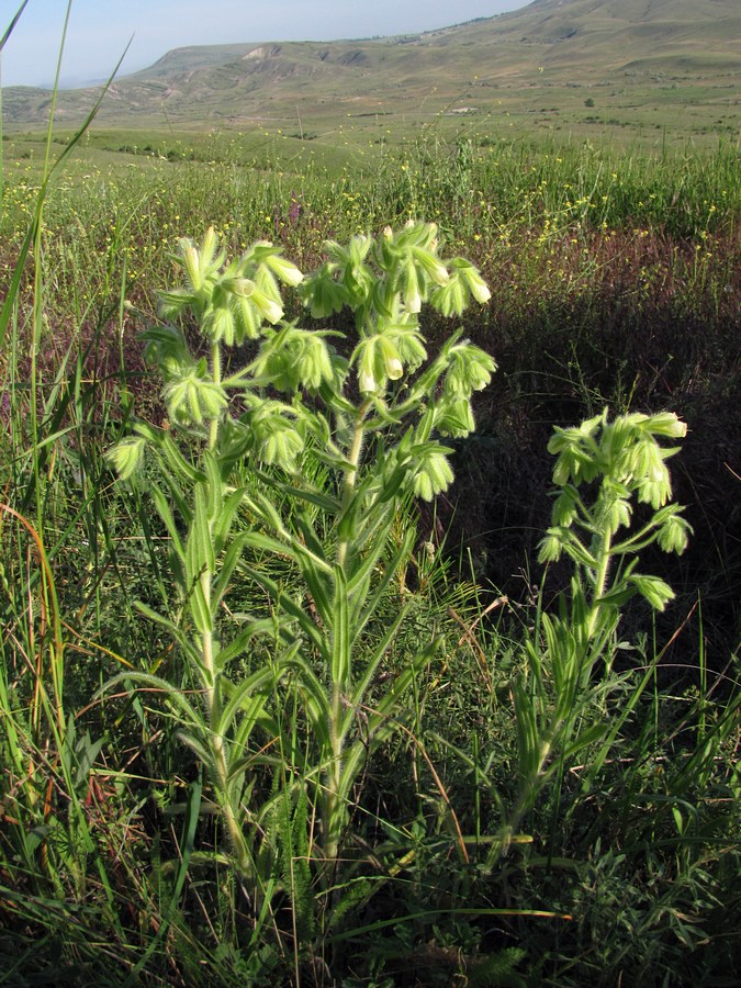 Image of Onosma visianii specimen.