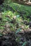Persicaria minor. Цветущее растение. Горный Крым, г. Чучель. 25 августа 2011 г.