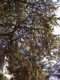 Cedrus atlantica. Часть кроны (форма 'Glauca Argentea' - \"серебристый\"). Крым, Никитский ботанический сад. 25 августа 2007 г.