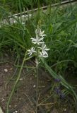 Ornithogalum fischerianum