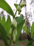 Polygonatum odoratum