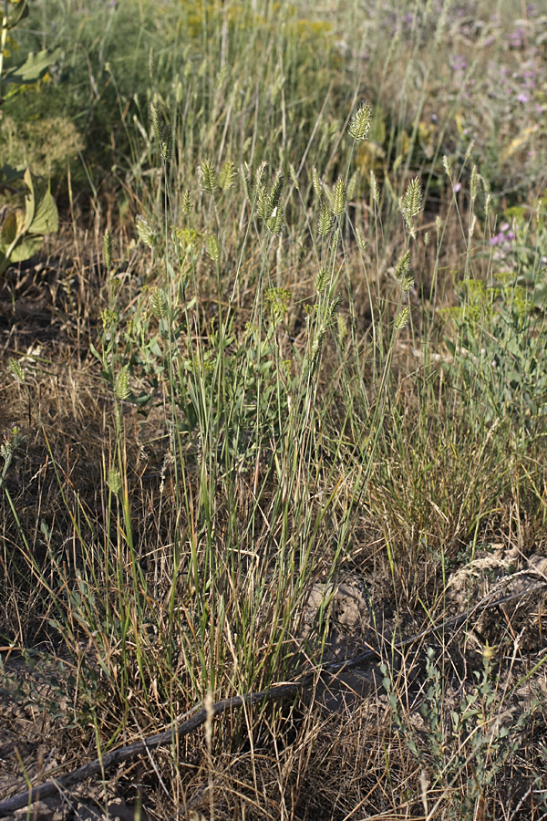 Изображение особи Agropyron cristatum.