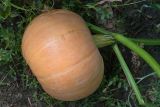 Cucurbita maxima. Зреющий плод. Восточно-Казахстанская обл., Глубоковский р-н, окр. с. Кожохово, в культуре. 11.08.2012.