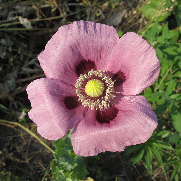 Изображение особи Papaver somniferum.