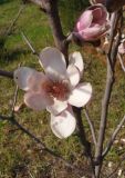 Magnolia × soulangeana. Часть ветви с цветками. Украина, г. Запорожье, Запорожский детский ботанический сад. 27.04.2013.