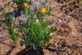 Glaucium flavum