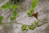 Smilax excelsa. Часть побега с незрелыми плодами. Черноморское побережье Кавказа, щель Прасковеевская, тропа в лесу на склоне. 24.08.2013.