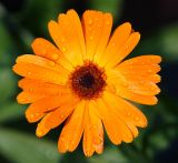 Calendula officinalis