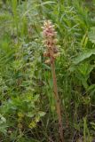 Orobanche lutea. Цветущее растение. Юго-восточный Казахстан, Кунгей Алатау, окр. Первого Кульсайского оз. 05.07.2013.