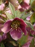 Helleborus abchasicus. Цветок и листья. Украина, г. Запорожье, Запорожский детский ботанический сад. 30.03.2014.