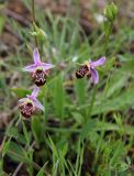 Ophrys oestrifera