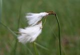 Eriophorum gracile. Верхушка плодоносящего растения. Костромская обл., Сусанинский р-н, окр. дер. Повернихино, сплавина у оз. Медвежье. 19.06.2014.